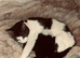 5 LOVING KITTENS- CONFIDENT, GENTLE & FAMILY FRIENDLY