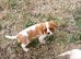 Beautiful blenheim pups