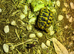 Herman&rsquo;s tortoise and setup
