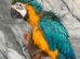 Baby Handreared Super Tame Cuddly Blue & Gold Macaw Parrot