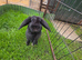 Female mini lop with hutch