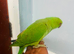Baby Green Ringneck talking Parrot