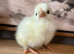 Showgirls F1 Silkie x Turken Naked Neck