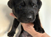 KC Registered Labrador Puppies