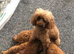 Stunning DEEP RED Toy Poodle puppies
