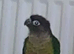 Green cheek conure