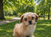 Puppy Shih Tzu & Chihuahua in Leeds