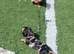 female miniature Dachshund 4 months old