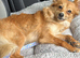 Orange pomeranian