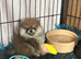 Pomeranian puppies - true to type - Black & Tan Chocolate caramel