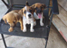 Jack russel 8 weeks old 3 boys left