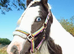 Very well handled cob gelding