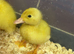 Cherry valley ducklings