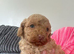 Ready now, 1 golden Stunning F1B cockapoo puppy left