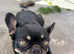 Female French bulldog