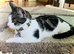 Young Vacc & Neutered Female Kitten