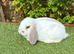 Pure bred mini lop .