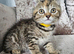 5 kittens x British blue shorthair crossed