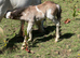 Welsh cross cob mare and foal