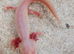 Axolotls for sale