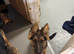 German Shepherd Puppy For Sale