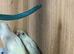 ive got 3 un sexed baby parrotlets