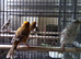 Lizard canaries 2 pairs