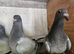 Janssen young birds
