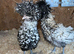 2 silver laced frizzle pullets