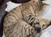 Grey Tabby Female Cats Looking for Their Forever Home