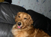 GOLDEN RETRIEVER PUPPIES