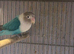 Breeding pair of love birds