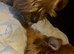 Mum is a Pomeranian and dad is a Yorkie