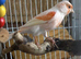 Young male canary