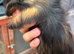4X Baby Male Guinea Pigs