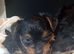YORKSHIRE TERRIER PUPPIES BOYS.