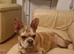 French bulldog  girl