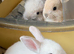 Lionhead babies Ready Now