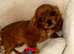Beautiful Cavalier King Charles