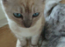 Bengal Cross Ragdoll Kittens