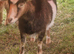 2 female pygmy goats 1 Guernsey female