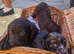 Docker puppies (x dashpund)