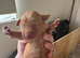 10 Labrador Puppies Mixed Colours