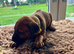 Rhodesian Ridgeback Pups