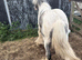 10 month old colt cob stunning