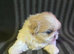 KC Lilac Fawn Parti Pekingese