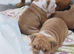 English Bulldog puppys