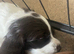 Gorgeous Sprocker Spaniel Puppies