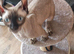 Beautiful sphinx girl