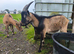 Pure English Billy goat